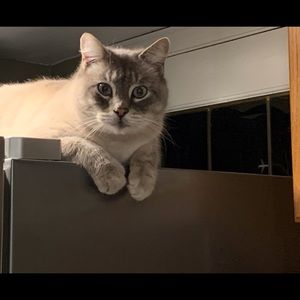 Meet your Posher, Gillian